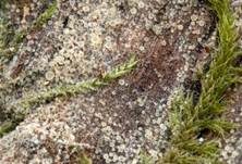 Blassgoldenes Spinnwebbecherchen, Foto 20