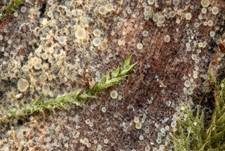 Blassgoldenes Spinnwebbecherchen, Foto 27