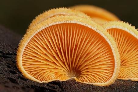 Orangeseitling, Foto 2