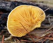Orangeseitling, Foto 22