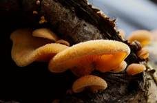 Orangeseitling, Foto 6
