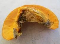 Orangeseitling, Foto 53