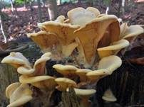 Orangeseitling, Foto 58