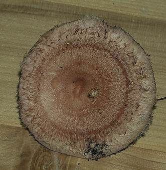 Orangfuchsiger Eichenmilchling, Foto 4