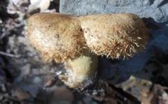 Orangfuchsiger Eichenmilchling, Foto 8