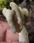 Blassgraue Lorchel, Foto 5