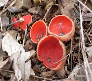 Österreichischer Prachtbecherling, Foto 3