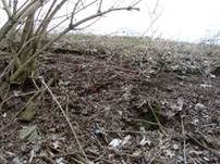 Österreichischer Prachtbecherling, Foto 25