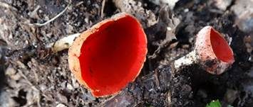 Österreichischer Prachtbecherling, Foto 33
