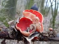 Österreichischer Prachtbecherling, Foto 11