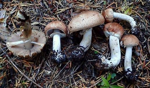 Pantherchampignon, Foto 3