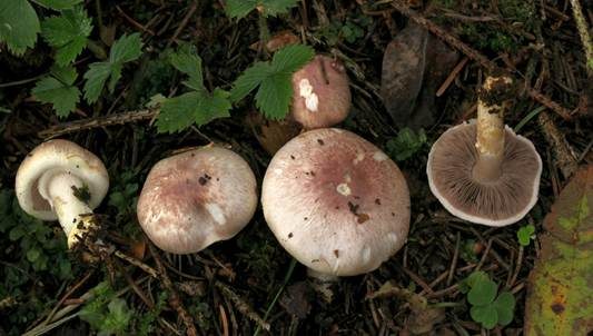 Pantherchampignon, Foto 4