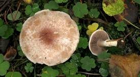 Pantherchampignon, Foto 5