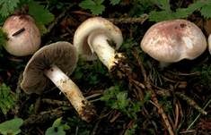 Pantherchampignon, Foto 8