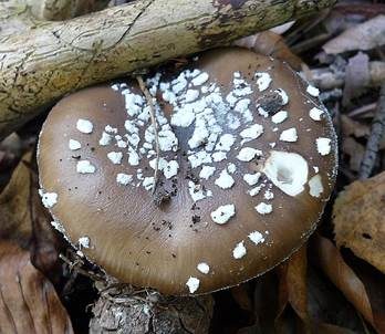 Pantherpilz, Foto 2