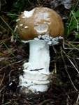 Pantherpilz, Foto 14