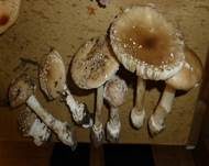 Pantherpilz, Foto 21