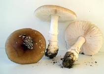 Pantherpilz, Foto 25