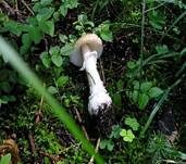 Pantherpilz, Foto 39