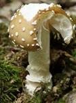 Pantherpilz, Foto 44