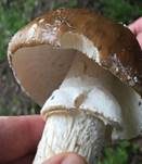Pantherpilz, Foto 55