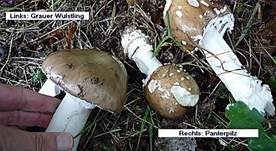 Pantherpilz, Foto 9