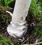 Pantherpilz, Foto 76