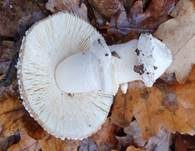 Pantherpilz, Foto 81