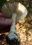 Pantherpilz, Foto 10