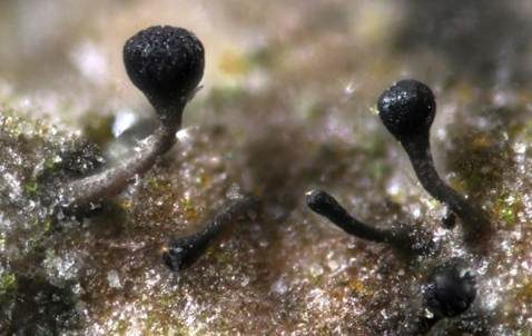 Pappel-Nagelpilz, Foto 2