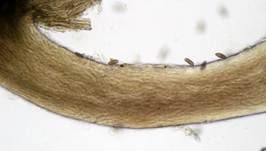 Pappel-Nagelpilz, Foto 14