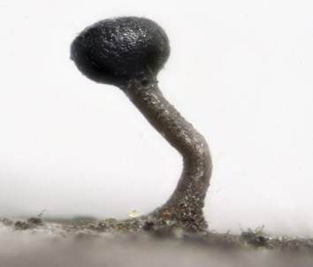 Pappel-Nagelpilz, Foto 4