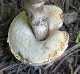 Pappel-Raufuß, Foto 13