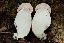 Pappel-Raufuß, Foto 8