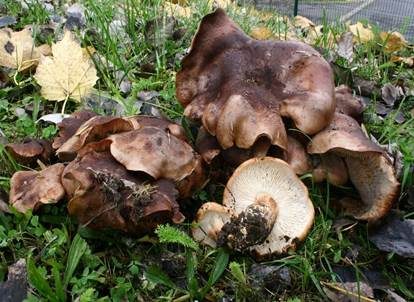 Pappelritterling, Foto 5