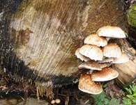 Pappelschüppling, Foto 18