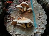 Pappelschüppling, Foto 45