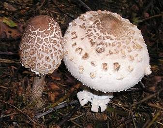 Parasol, Foto 2