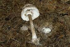 Parasol, Foto 19