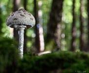 Parasol, Foto 38