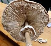 Parasol, Foto 50