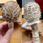 Parasol, Foto 51