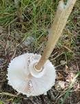 Parasol, Foto 56