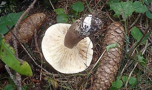 Pechschwarzer Milchling, Foto 2