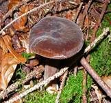 Pechschwarzer Milchling, Foto 8