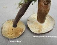 Pechschwarzer Milchling, Foto 10
