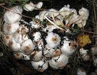 Perlhuhn-Egerlingsschirmpilz, Foto 13