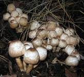 Perlhuhn-Egerlingsschirmpilz, Foto 6