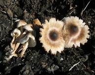 Perlhuhn-Egerlingsschirmpilz, Foto 10