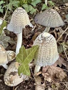 Perlhuhn-Tintling, Foto 3